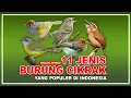 Lagu 11 JENIS BURUNG CIKRAK, BURUNG KICAU DENGAN SUARA MERDU | BURUNG KICAUAN
