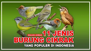 11 jenis burung cikrak burung kicau dengan suara merdu burung kicauan 11 type of small birds 