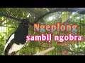 Download Lagu Suara kacer ngeplong ngeplay bikin emosi kacer yang lagi macet bunyi#kacergacor 