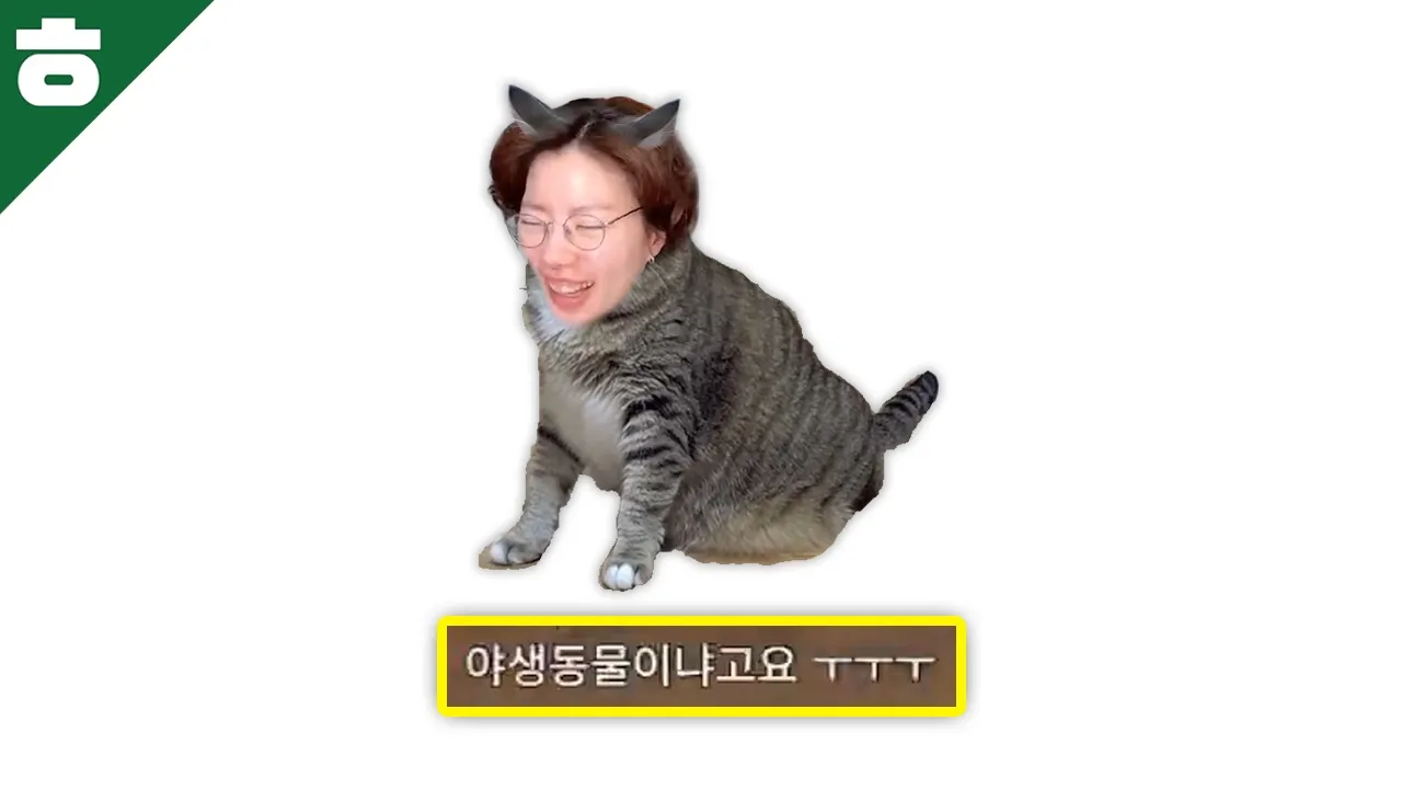 애옹~