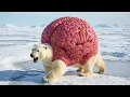 Download Lagu Heartwarming rescue! SRT rescues polar bear trapped by mysterious parasite!