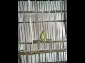 Download Lagu Suara Burung Pleci Ngriwik Kasar ( Conto pleci ngriwik )