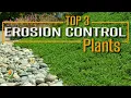 Use These Plants on your Slope to Prevent Erosion Stabilize Soil and look AMAZING