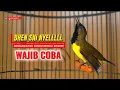 Lagu WACIB COBA ‼️ Merangsang emosi sogon paling cepat respon