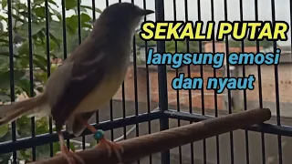 Download cukup sekali putar ciblek mana yang tidak emosi dengan pancingan ciblek gacor ini. MP3