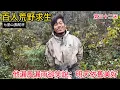 Lagu 【七星山|駱駝杯 | 第三十二天】荒野求生第32天，暴雨中睡不著、無火生存32天！他竟在岩洞裡說：我是被老天眷顧的人…