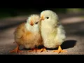 Chicken Dance - ringtone