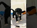 Mr Kiwi