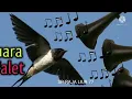 Download Lagu suara panggil walet . Sp Raja liur 77 .  terbukti  dan terpercaya