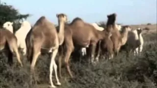 شعر حساني علي الاراضى الصحراوية 