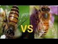 Apis mellifera vs apis Cerana during winter Unveiling a dark truth