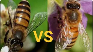 Apis mellifera vs apis Cerana during winter Unveiling a dark truth