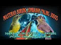 Download Lagu masteran kasar pijantung pisang dan brinji tungir
