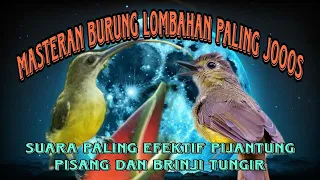 masteran kasar pijantung pisang dan brinji tungir