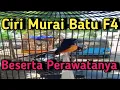 Ciri Murai Batu Seri F4 Beserta Cara Perawatan Tepat Nya❗️