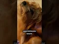 Hogere temperaturen maken gif nóg giftiger