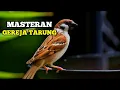 Lagu Masteran Gereja Tarung Terbaru,Suara Jernih Nyrecet Rapat !! Paling Di cari cari.
