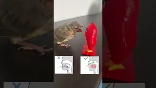 Angry bird figure vs screaming bird