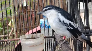 pancingan kapasan kemiri bahan bikin gacor