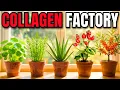 5 Plants With More Collagen Than Bone Broth Grow On A Windowsill