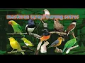 Download Lagu masteran terapi untuk semua burung