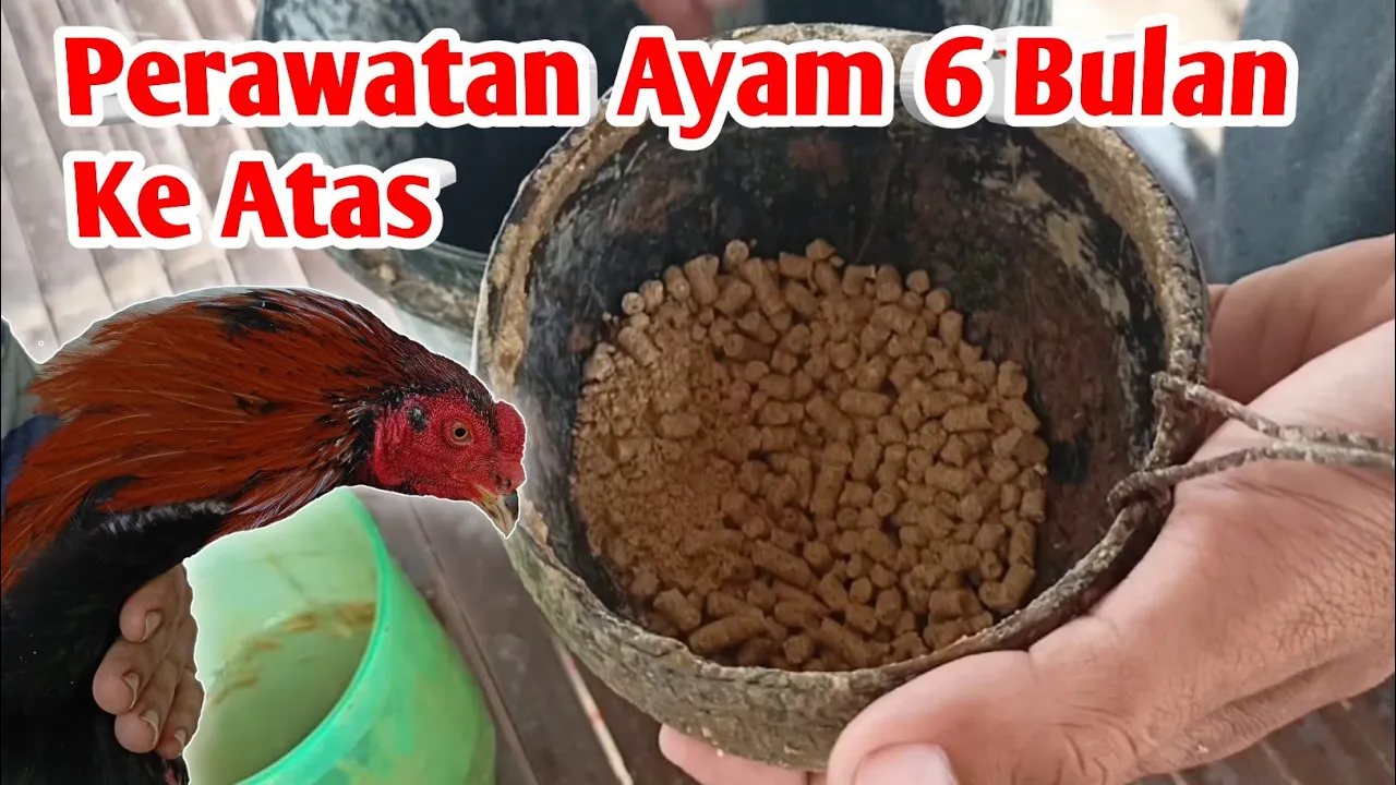 Wow Inspriatif TNI ini Kembangkan Ternak Ayam Bangkok Menjanjikan Usaha Mandiri | Begini Caranya