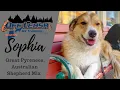 SOPHIA Great Pyrenees Aussie Mix Off Leash K9 Training of Maine