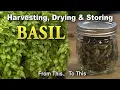 Basil Harvesting Drying and Storing