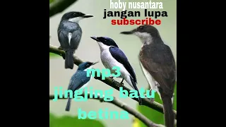 Download SUARA PIKAT BURUNG JINGJING BATU RIBUT 💯‼️‼️AUTO LANGSUNG NYAMBAR MP3