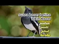 Download Lagu Kacer betina mendongkrak birahi Kacer jantan