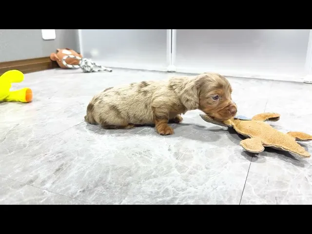 動画