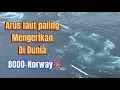 Download Lagu Arus Laut Paling Mengerikan di Dunia | Saltstraumen|Norwegia