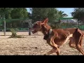 Download Lagu Podenco Friends Ricardo \u0026 Friends