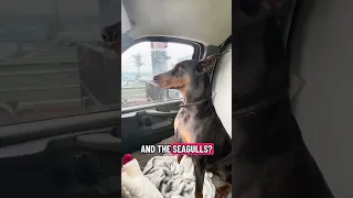 #fyp #dream #doberman #pets #youtube