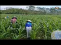 Download Lagu Ini Cara Pemupukan Jagung Dari Pertama Sampai Terakhir