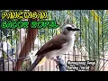 Lagu TRUCUK GACOR PAGI HARI... PANCINGAN burung trucukan biar cepat bunyi GACOR setiap hari