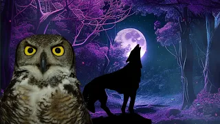 Download wolves howling sound, wolf sound, owl hooting, owl hoot, owl sound effect MP3