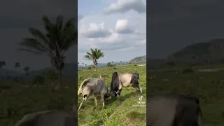 الفنان صاحب الصوت الجميل اللكيلاكي قبيلة سليم ولاية النيل الأبيض محلية السلام 