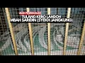 Download Lagu TULANG KEBO LANDOH.. Mbah SARIDIN (Syekh JANGKUNG) Terjaga Di Belakang Makam BELIAU!!