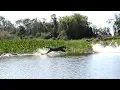 Download Lagu Jaguar Hunting Crocodiles