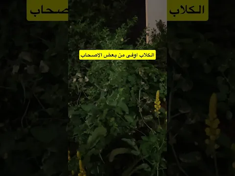 الكلاب اوفى من بعض الاصدقاء