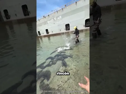 Encontrar y atrapar Peces en un Dique Seco de Barco Drenado
