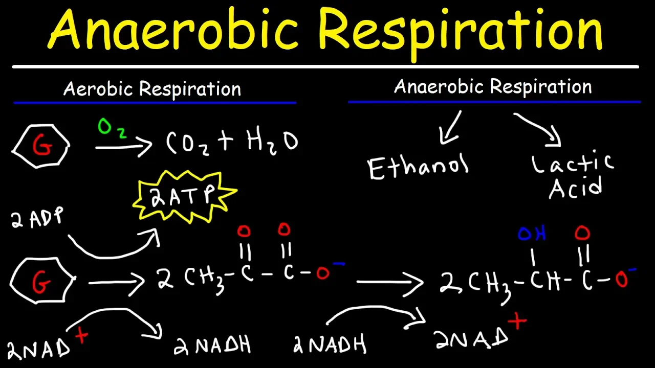 Aerobic vs Anaerobic Respiration - Lactic Acid and Ethanol Fermentation