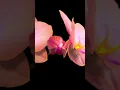 Download Lagu Beautiful Flower with Music Sergey Grischuk #Short #SergeyGrischuk #4