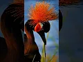 Download Lagu The Black-crowned Crane 🌈🌿 #birds #colorfulbirds #birdify #burung