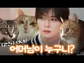 A world-class Korean idol meets world-class cute Korean Shorthairs w STRAY KIDS Lee Know
