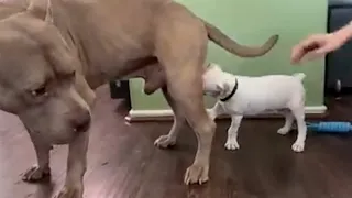 Funniest Animals 🐧 - Best Of The 2025 Funny Animal Videos 😁 - Cutest Animals Ever 2025