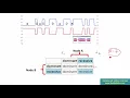 Controller Area Network CAN programming Tutorial 8 Recessive and Dominant logic