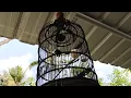 Download Lagu Anakan burung prigantil