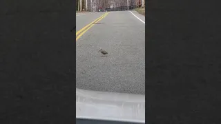 رقص ديك الغاب Shorts 